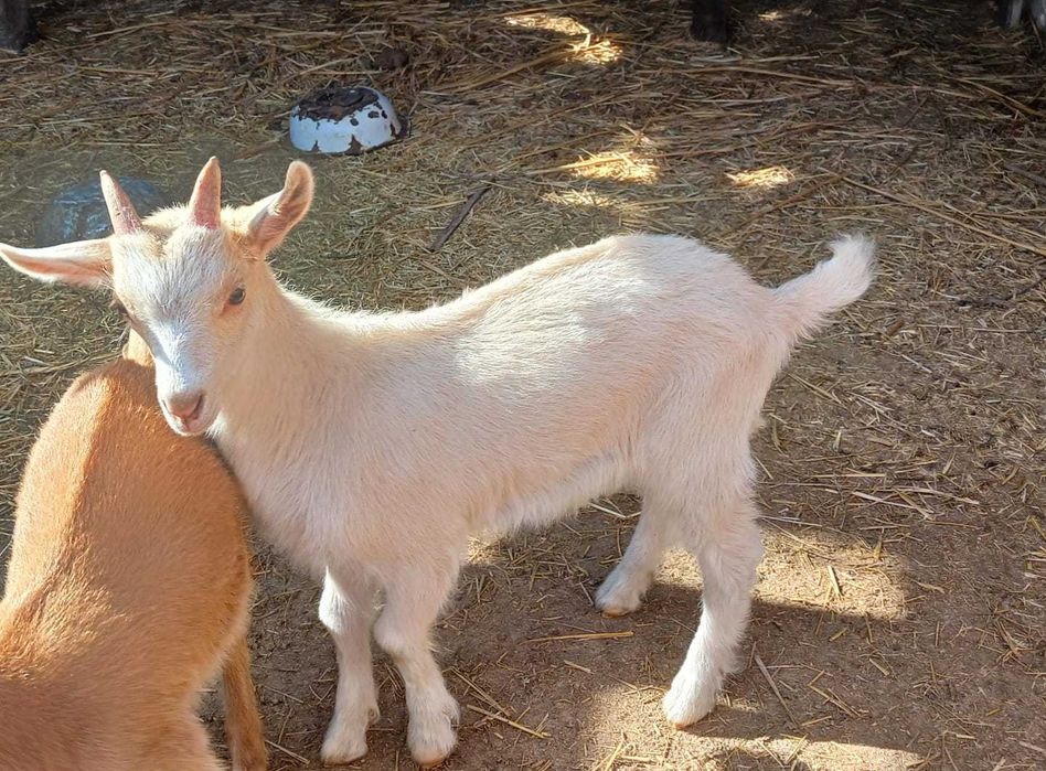 Теке, лақ сатылады.