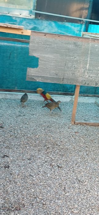 Pereche fazani auriu pe roșu  maturi si tineret