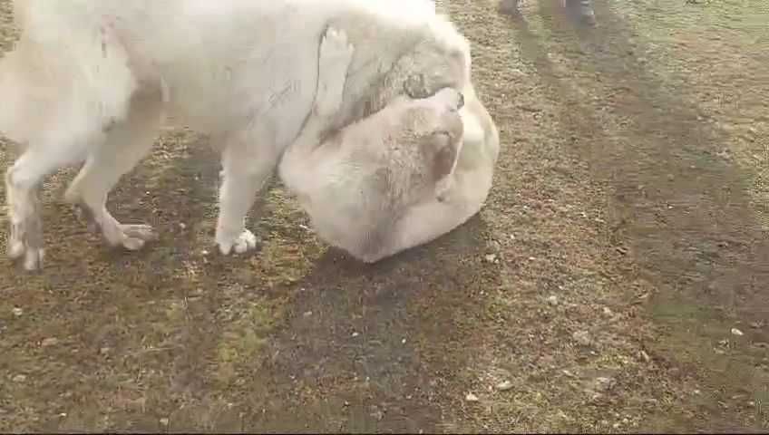 Еркек ит сатылады