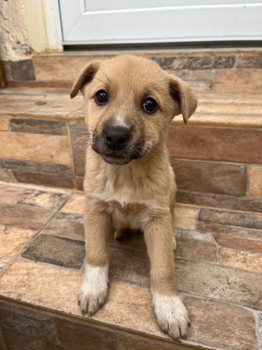 Donez cățeluși de talie mica