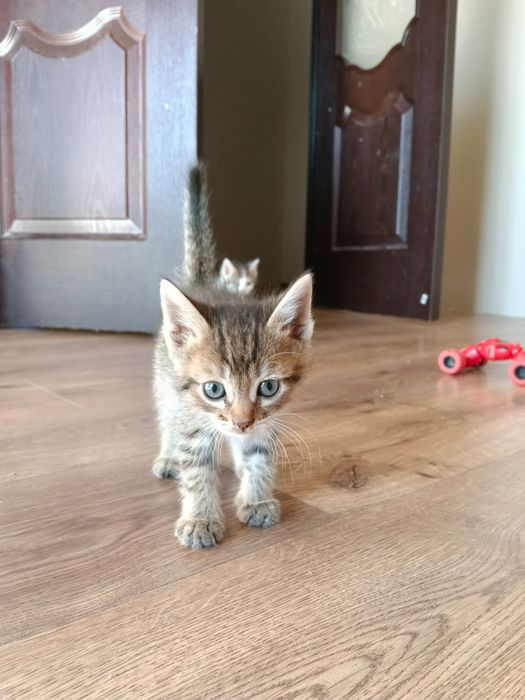 Котята  мысыктар