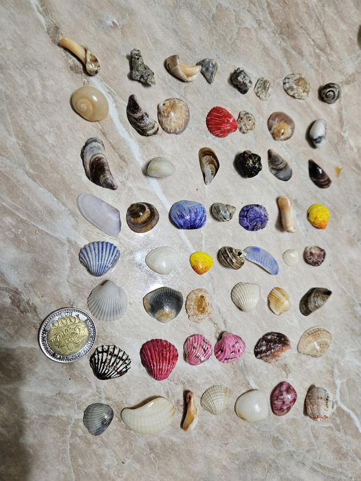 Сухой аквариум, ракушки