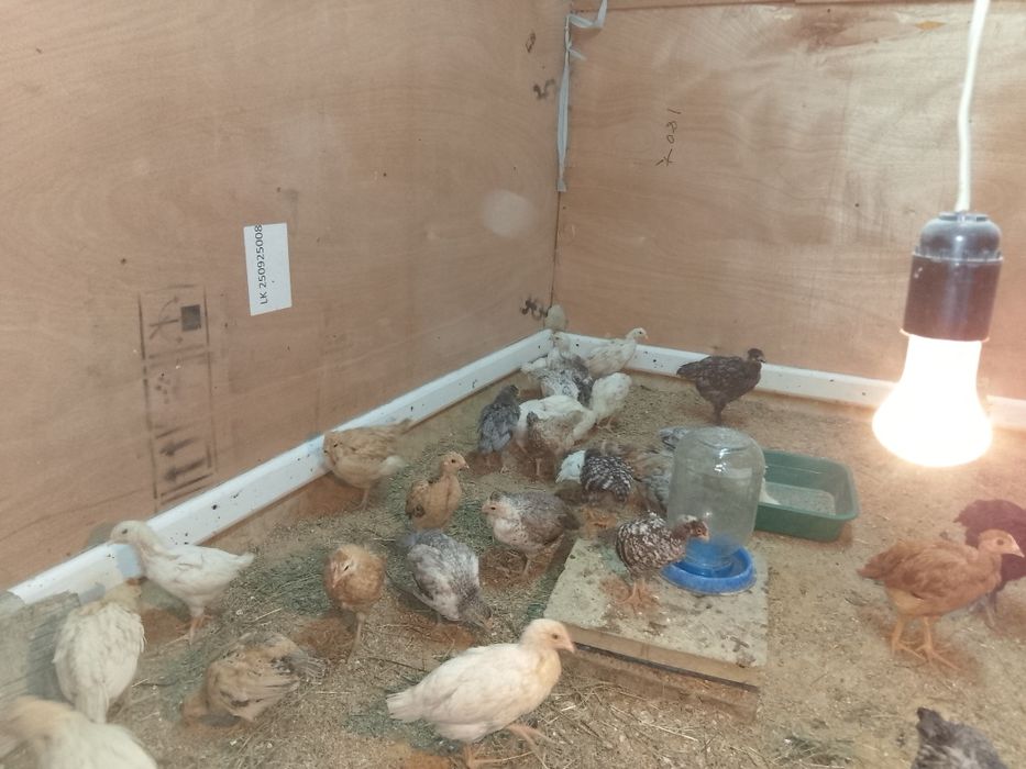 Продам домашних цыплят