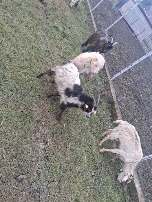 Iezi de vanzare aprox 35-40 bucăți