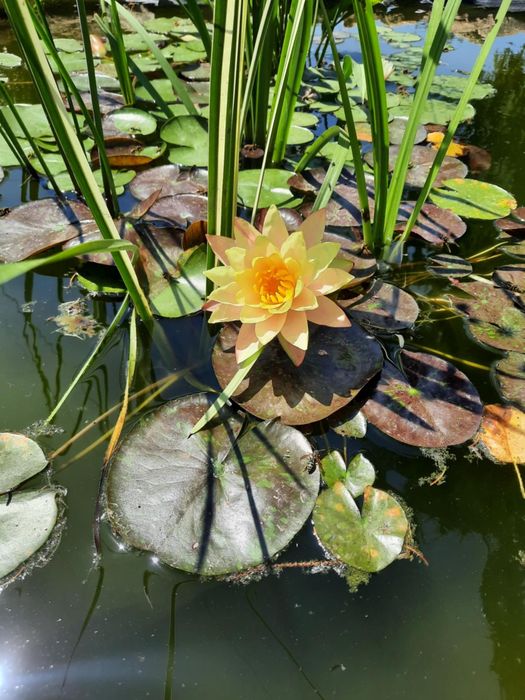 Водна лилия Wanvisa Уанвиза ,Alba,Жълта
