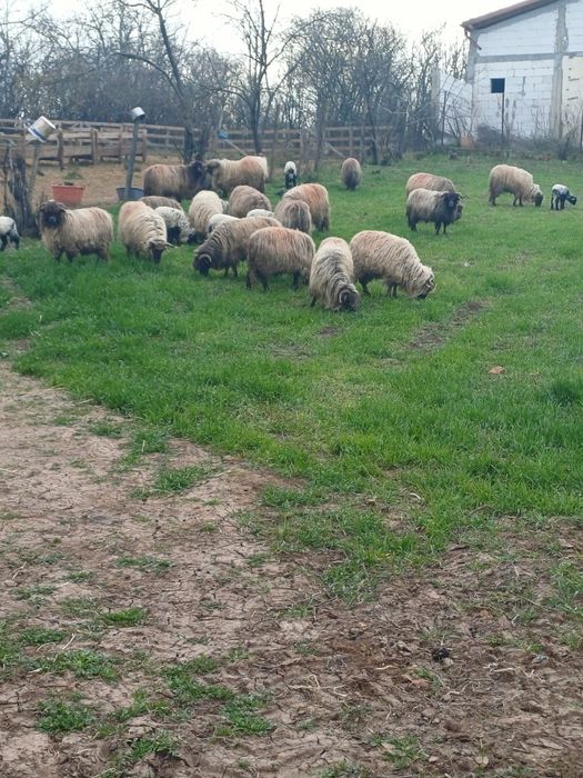 Oii disponibile  fatate și de tăiat