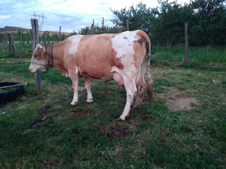 Vand vaca baltata, 7 ani, 20l lapte