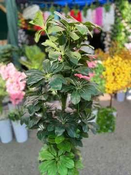 Офис учун дарахт | Ofis uchun daraxt