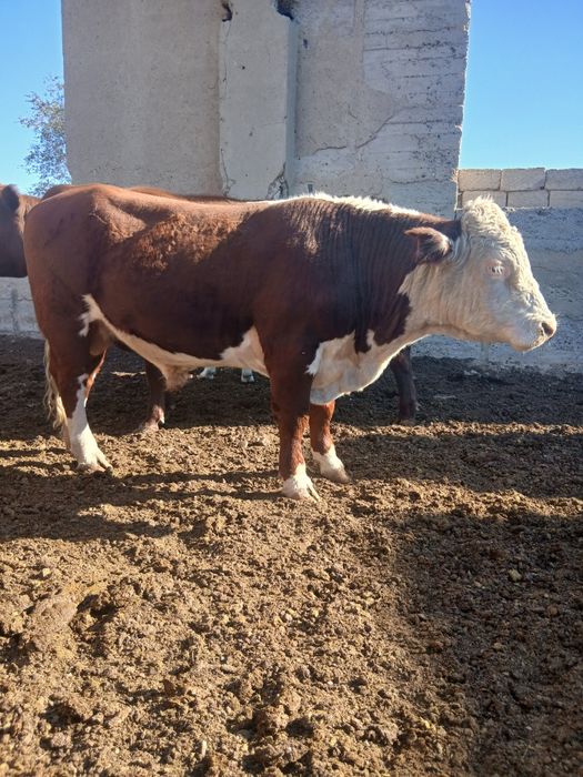 Ақбас бұқа ақбас баспақ