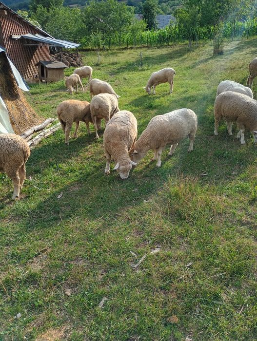 Vând oi Ile de France