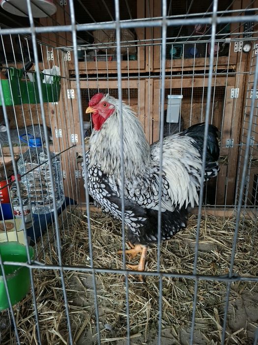 Cocosi de rasa wyandotte  argintiu