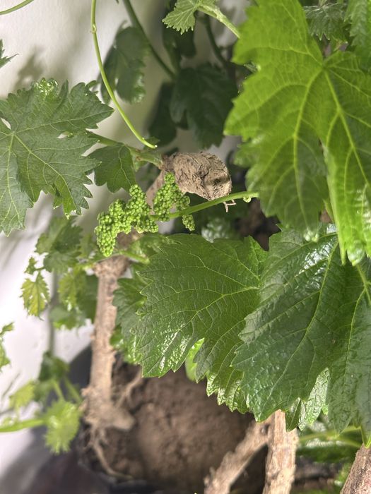 Аватар виноград .