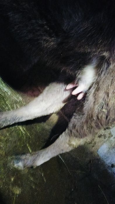 Карова Алатауский порода