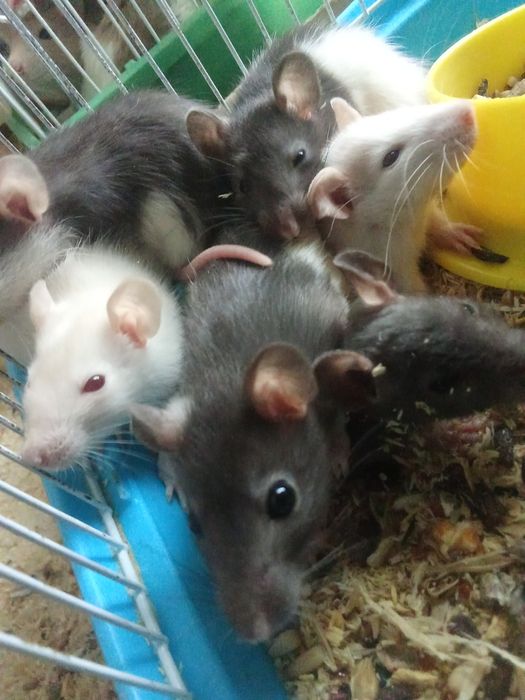 Продам крыс к рукам приучены
