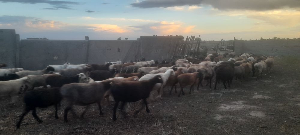 Продаются овцы бараны оптом или в розницу