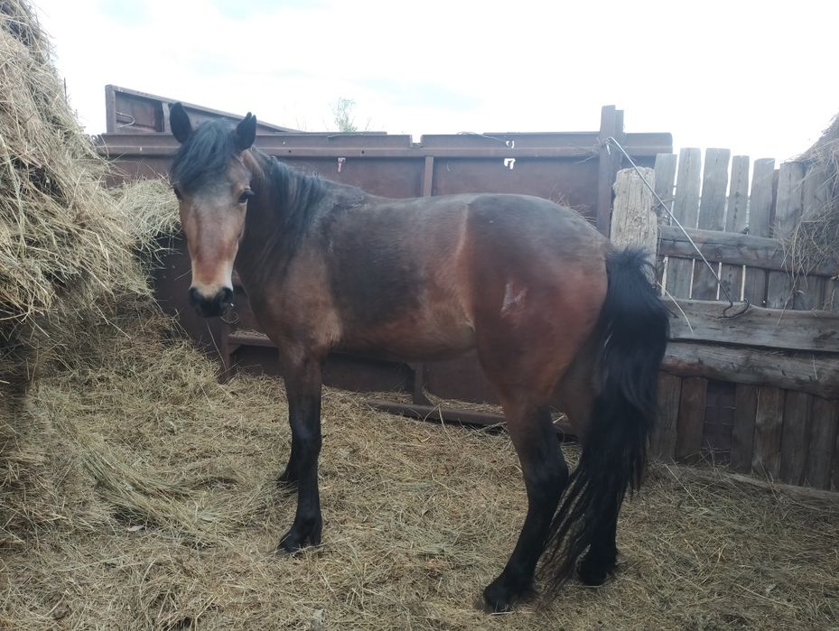 Жылқы сатылады құнан