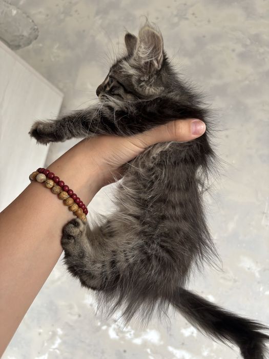Отдам котят в добрые руки!!