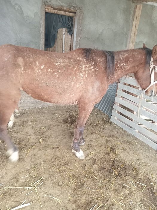 Құлынды бие сатылады.