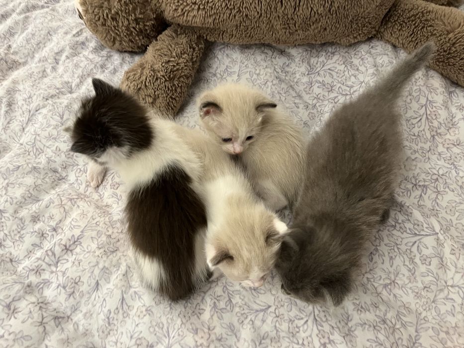 Котята, даром. Месяц