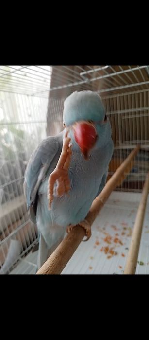 Срочно Редкий Ожереловый попугай