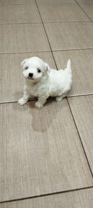 Bichon maltes mini toy