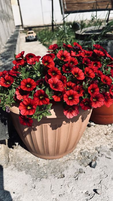 Черенки укорененные 800тг