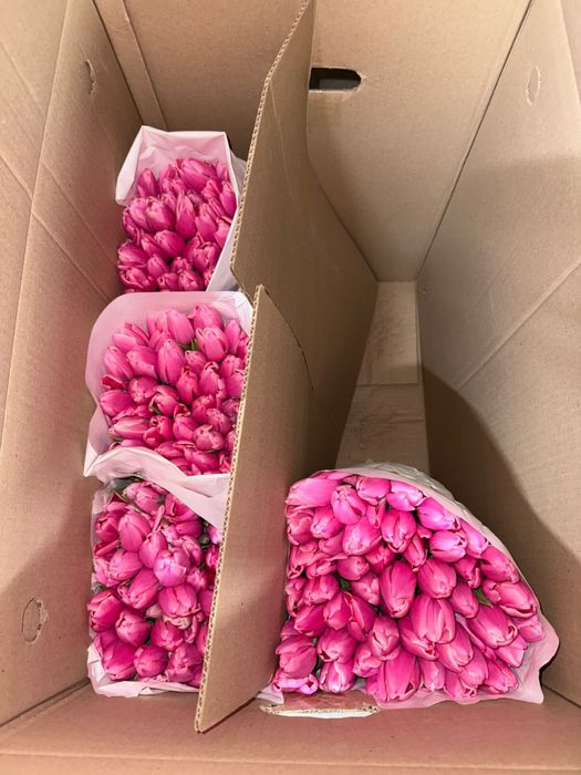 Тюльпаны белорусские