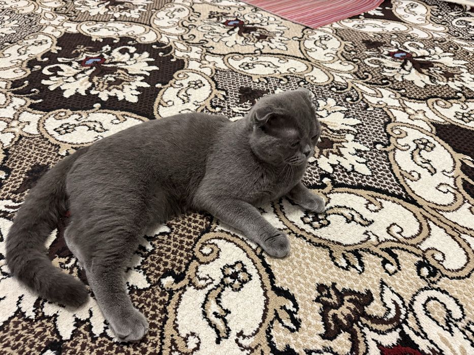 Scottish fold mushuk