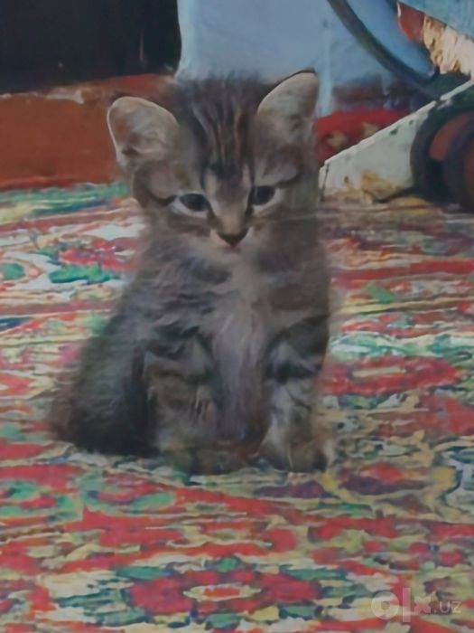 Продаются домашние котята от породистой кошки