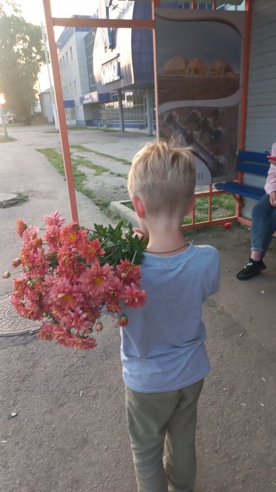 Хризантема цвета лосося