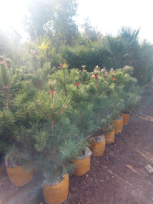 xarhil turdagi kuchatlar bor