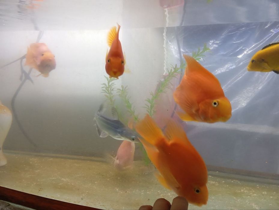 Продаётся  аквариум и  Рыбы 5 попугаев 1 акула 1 африканский