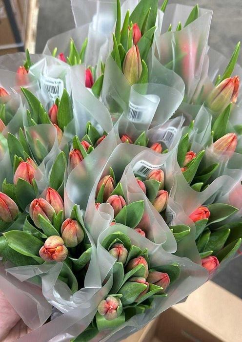 ТЮЛЬПАНЫ ОПТОМ | 10+ лет опыта | Более 30 расцветок