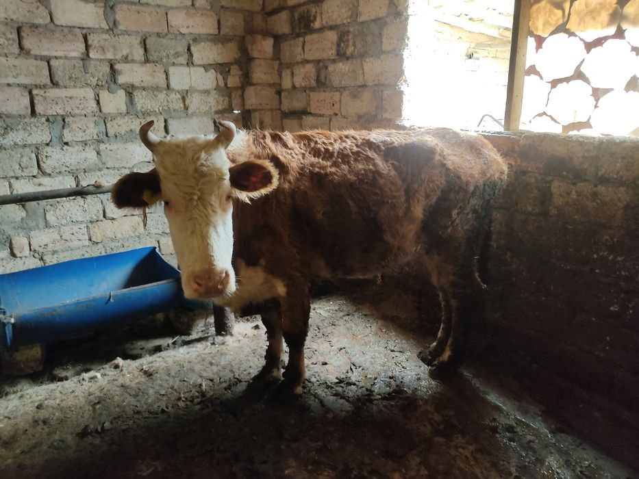 Қысыр жас сиыр сатылады