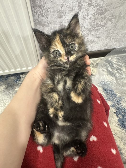 Отдаю милых котят бесплатно в добрые руки