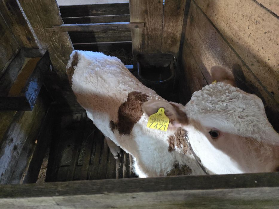 Vând două vițele Bălțată Românească