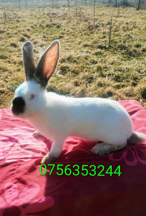 Iepuri Uriaș de Transilvania