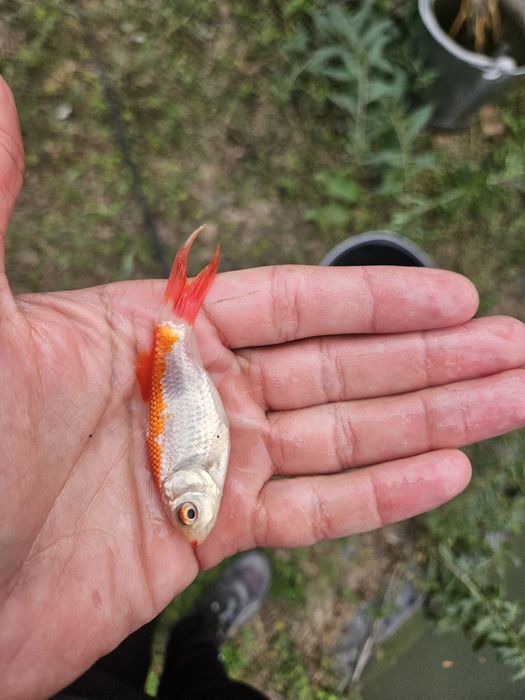 Carasi aurii , pesti iaz / helesteu , carasi koi coi