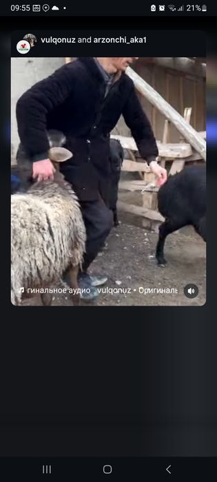 Qochqorlar sotiladi 14ta narxi