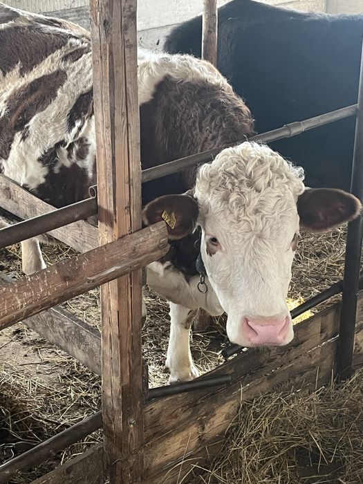 Vand lapte de vaca prospat