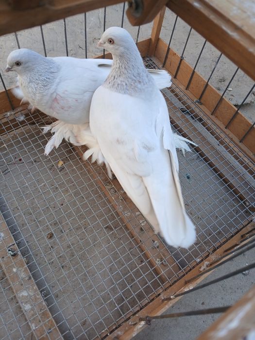 Голубь сиреневые тасманы