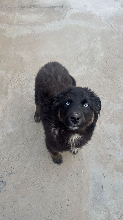 Щенок, смешанная порода