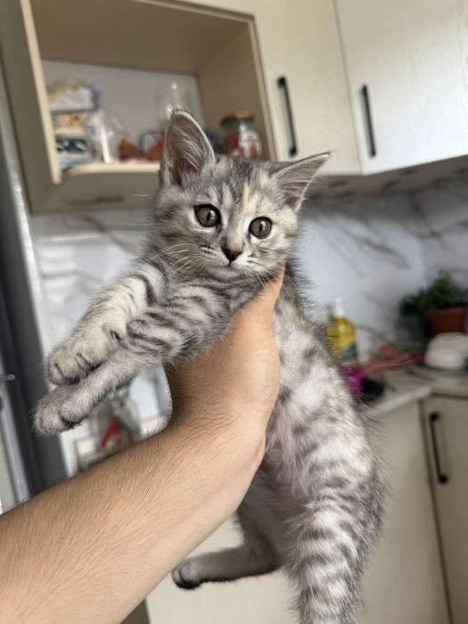 Шотландский котёнок