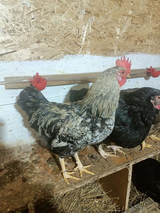 Продам молодых петухов