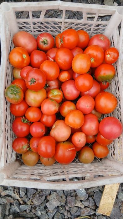 Продам домашние помидоры