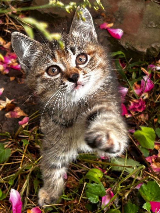 Отдадим котят, бесплатно!