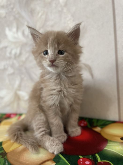 Продаются котята мейн кун