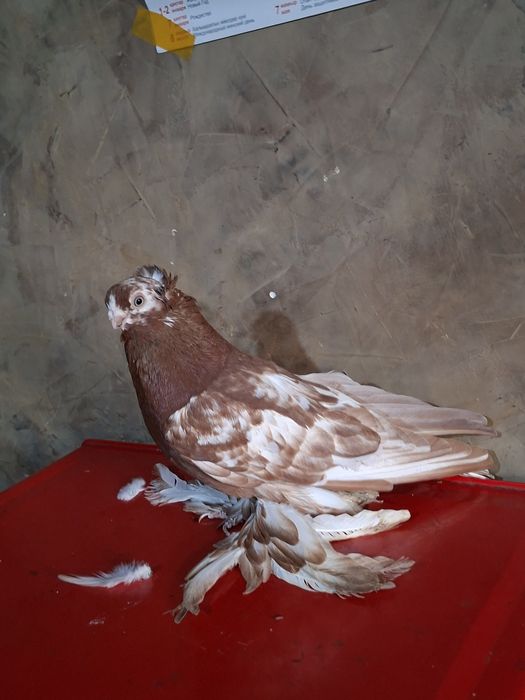 Голуби голуби голуби