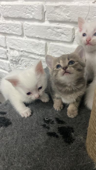 Отдадим котят в хорошие руки