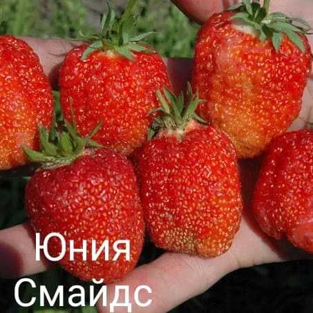 Клубника, рассада